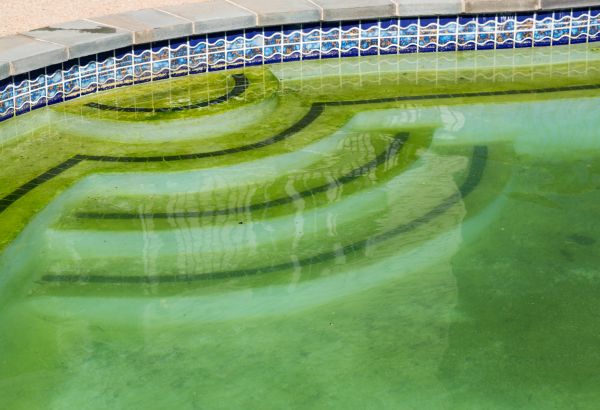 Cost of Pool Deck Algae Removal in Spartanburg